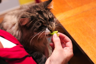 The cat likes brussels sprouts