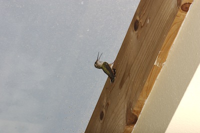 Hummingbird in a Skylight