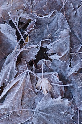 Cold Leaves