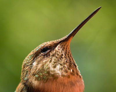 Hummingbird #1