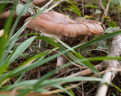 Large Brown Fungus