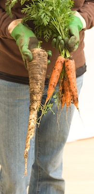 Parsnip of Unusual Size