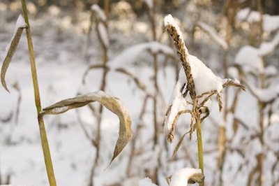 Corn, in the snow