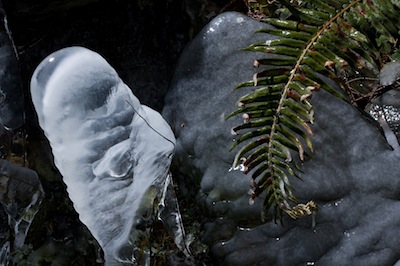 Ice and Fern