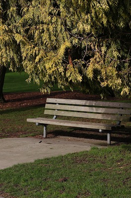 lonely bench