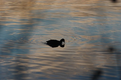 wood duck, in the sunset