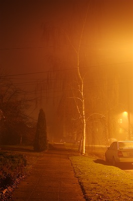 foggy tree