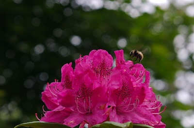 Rhodie and bumblebee