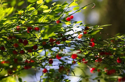 Huckleberries in the yard