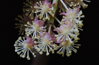 Croton Flowering