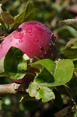 Apple after the rain