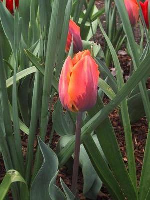 an orange and purple tulip