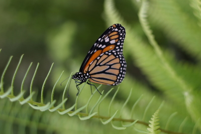 Monarch on a fern