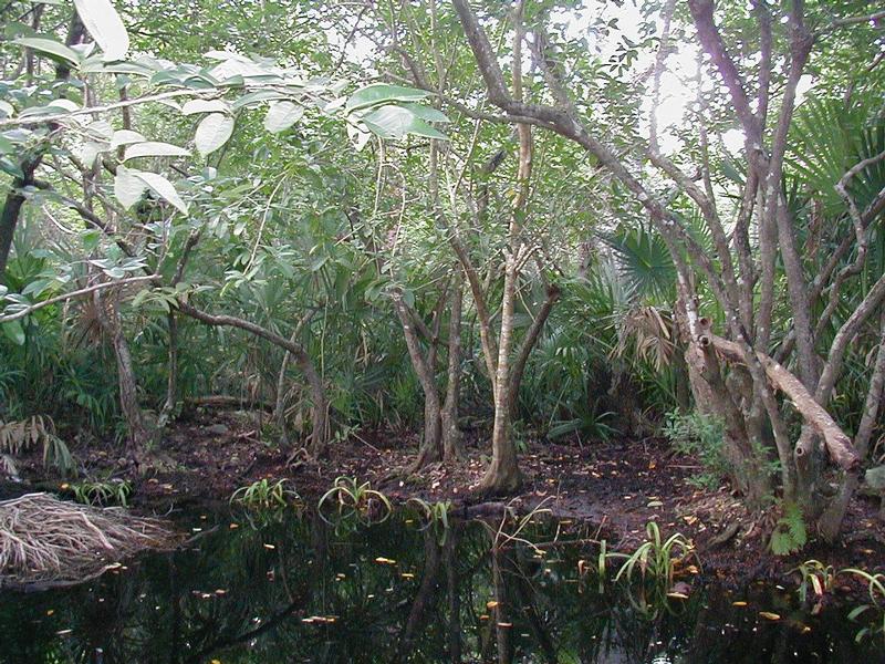 http://static.wiredfool.com/wiredfool/Jungle-1-pt.jpg