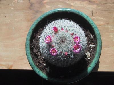 Cactus in flower