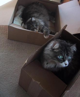 Cats in wedding present boxes