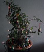 the christmas ficus