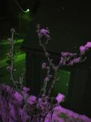Don't eat the purple snow: Mini Rose Bush