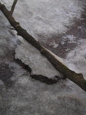 river ice on a tree branch, tulane road, va