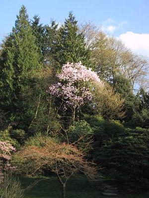 Lone Rhodie