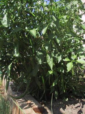 Ring of fire cayenne peppers