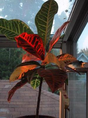 Some random plant on our windowsill at sundown.
