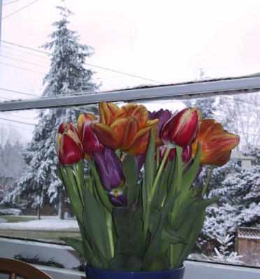 Tulips and snow outside.