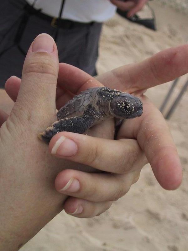 Sand Turtle